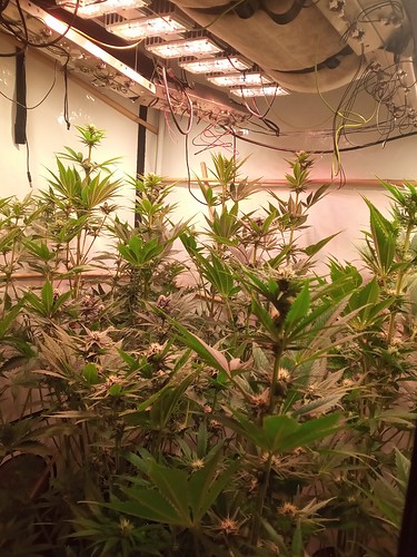 Growreport Bild 63