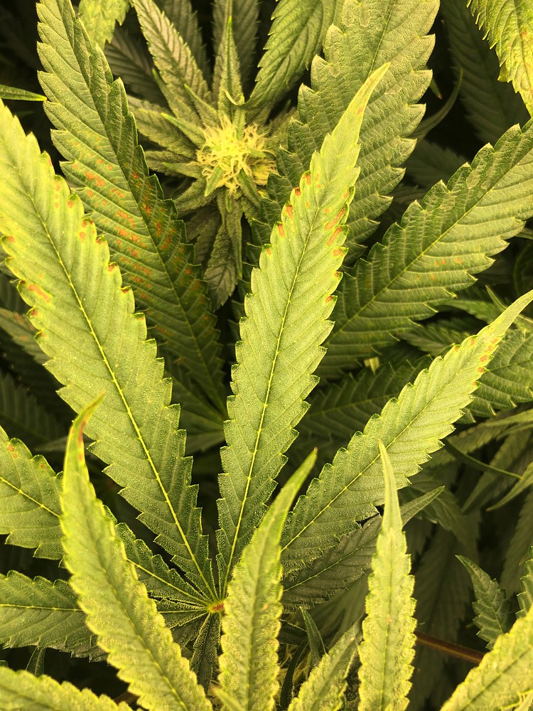Zu viel Licht oder Mangel? GrowProbleme Forum