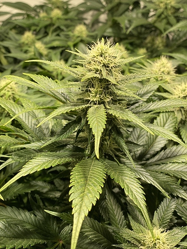 Growreport Bild 3