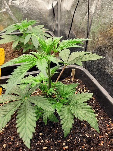 Growreport Bild 11