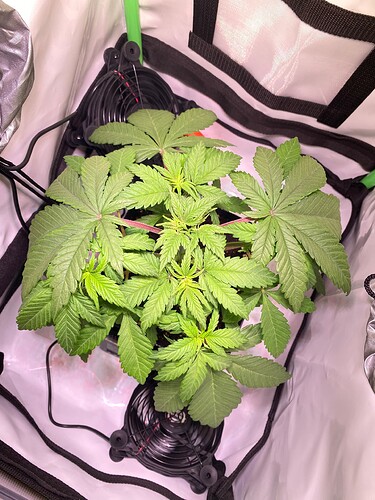Growreport Bild 4