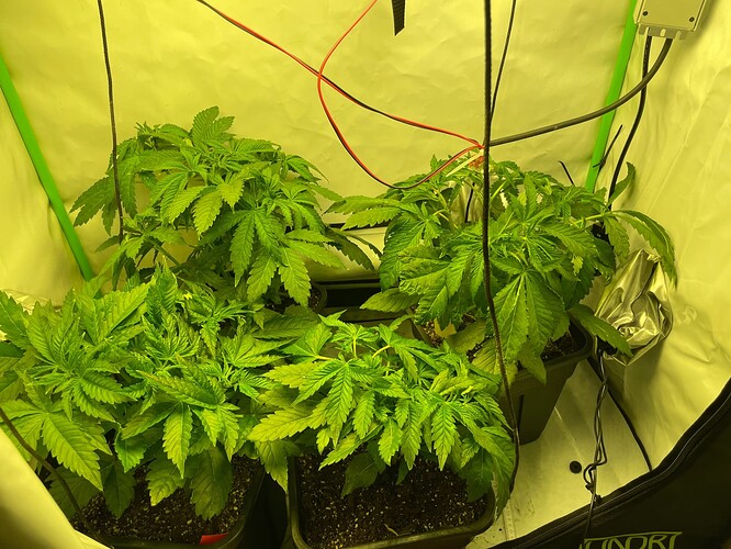 Growreport Bild 1