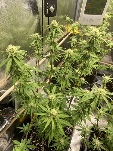 Growreport Bild 3