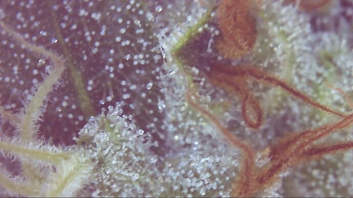 Growreport Bild 2