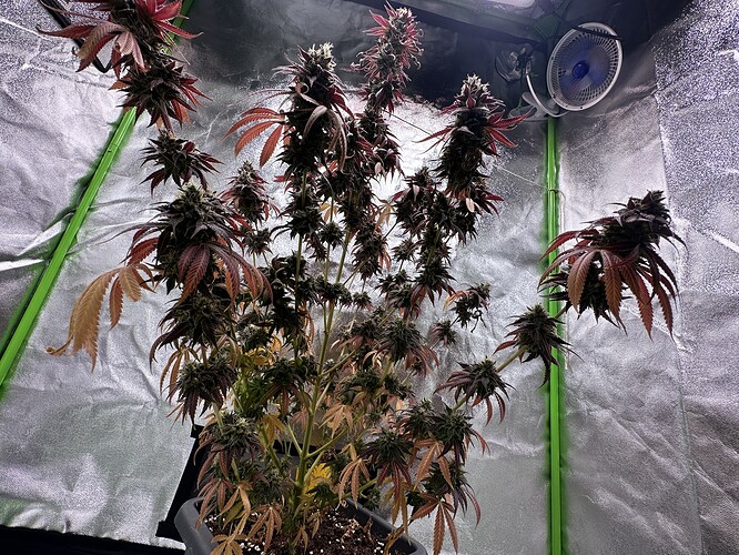 Growreport Bild 4