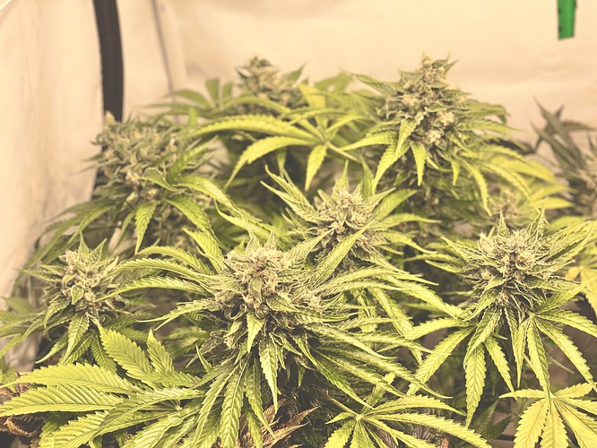 Growreport Bild 18