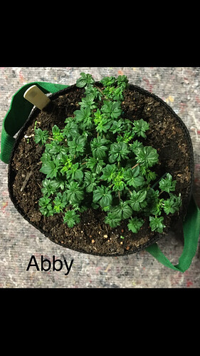 Growreport Bild 2