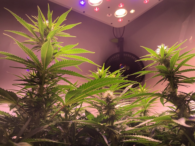 Growreport Bild 4