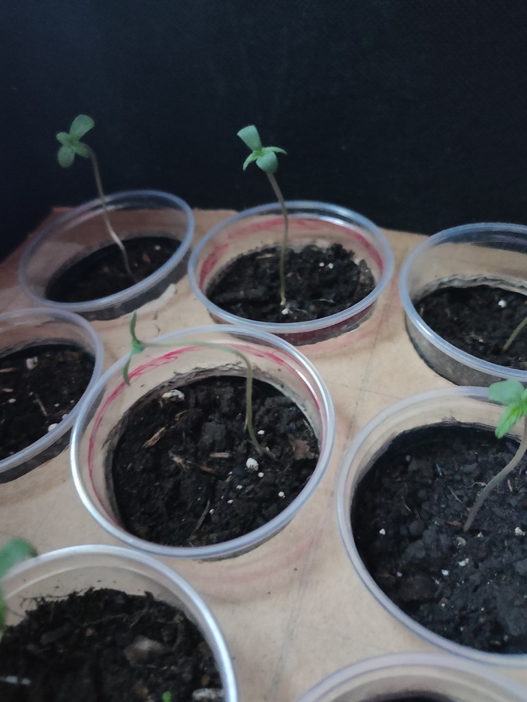 Spargelt mein Cannabis und wenn ja, wieso? GrowProbleme Forum