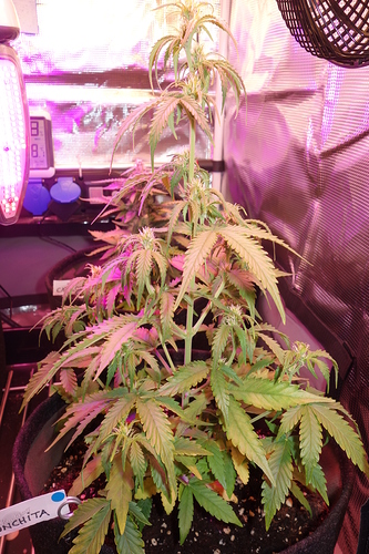 Growreport Bild 45