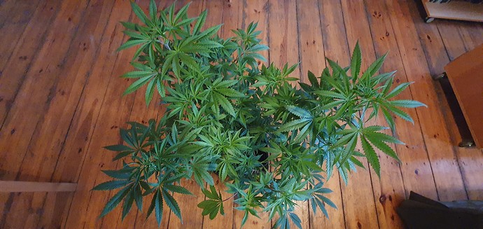 Growreport Bild 2