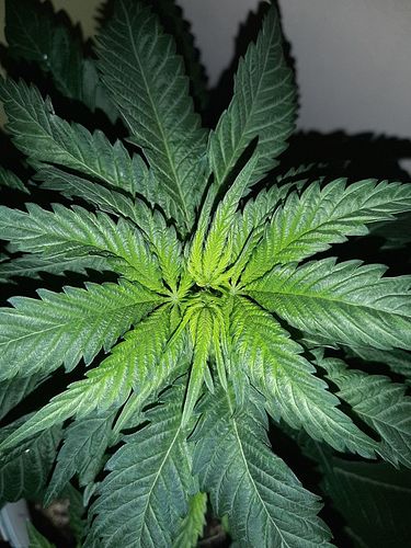 Growreport Bild 3