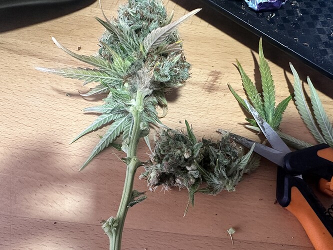 Growreport Bild 3