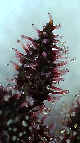 Growreport Bild 4