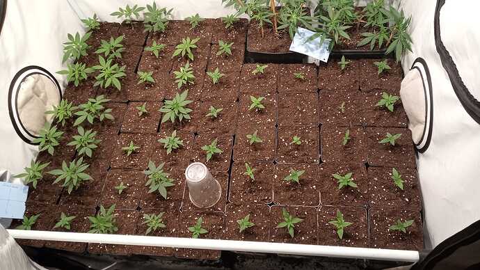 Growreport Bild 60
