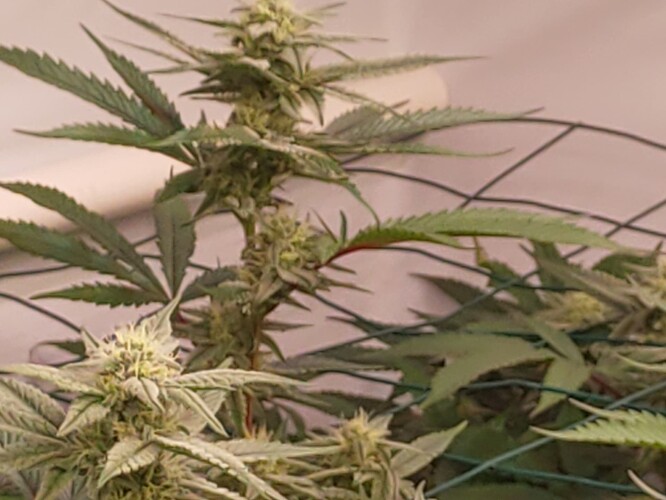 Growreport Bild 5