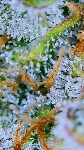 Growreport Bild 18