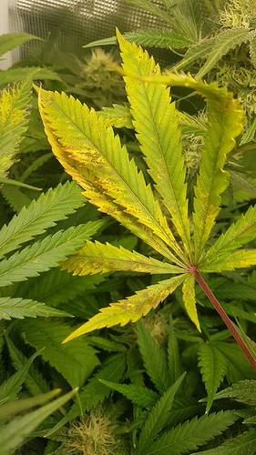 Growreport Bild 24