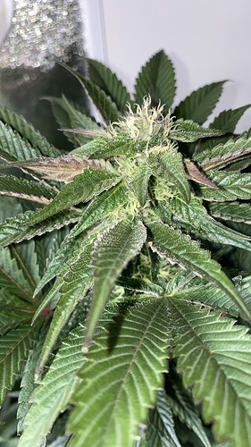 Growreport Bild 19