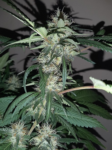 Growreport Bild 3