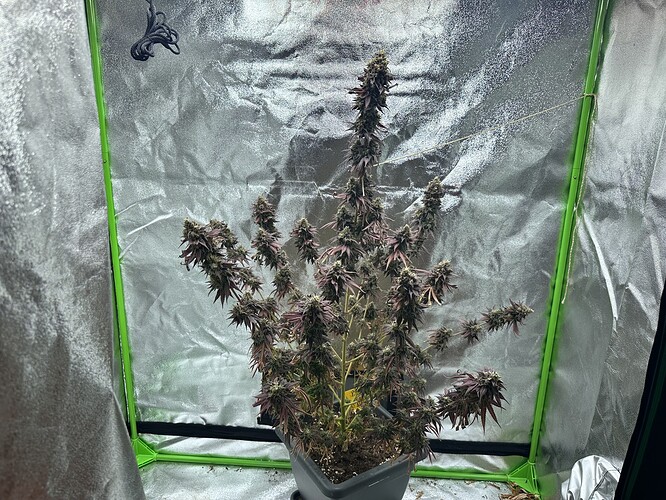 Growreport Bild 5