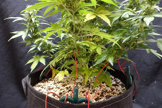 Growreport Bild 26