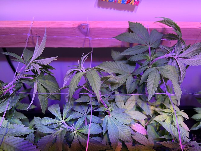 Growreport Bild 12