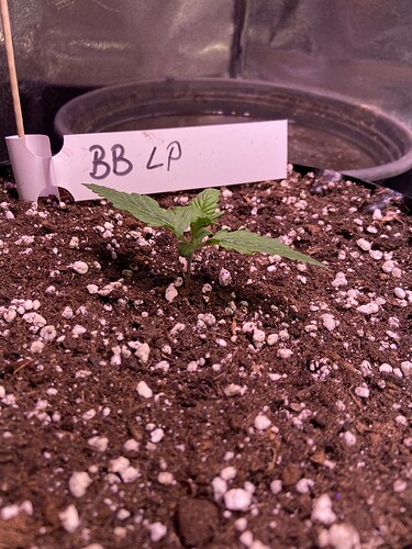 Growreport Bild 15