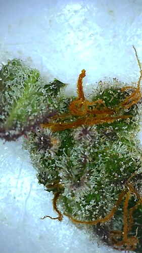 Growreport Bild 43