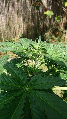 obscura1659098841909