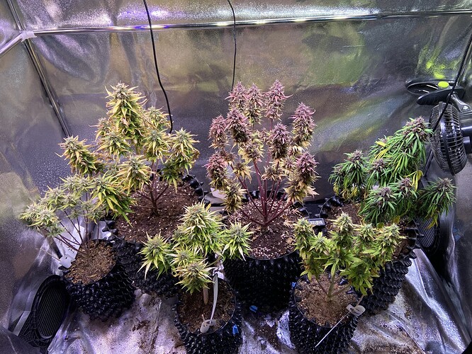 Growreport Bild 8