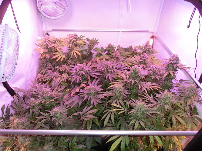 Growreport Bild 1
