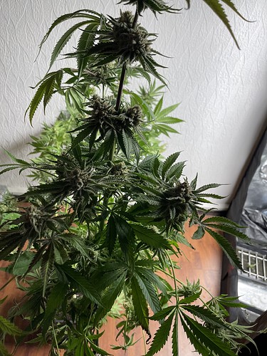 Growreport Bild 49