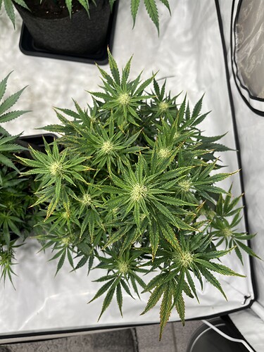 Growreport Bild 26