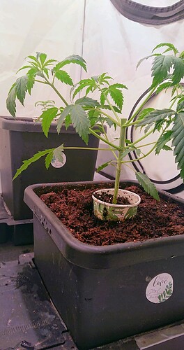 obscura1660941530226