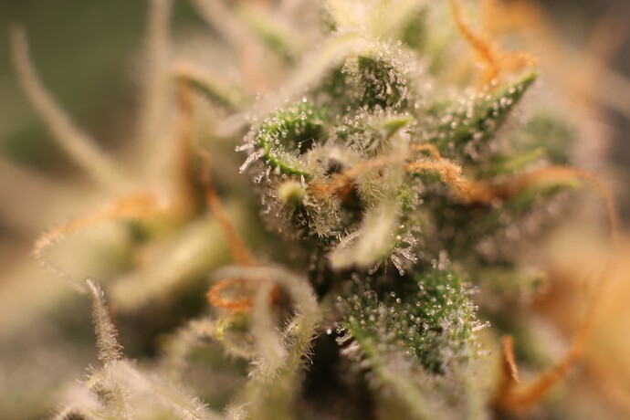Growreport Bild 8