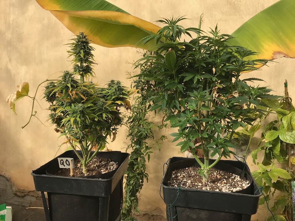 1. Indoor Grow - 3x verschiedene Autos (RD, QO, WW) + WW fem. auf engstem Raum - DIY, E27, 50x50x100