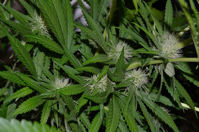 Growreport Bild 3