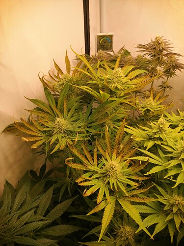 Growreport Bild 1