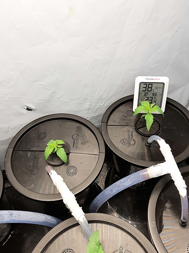 Growreport Bild 4