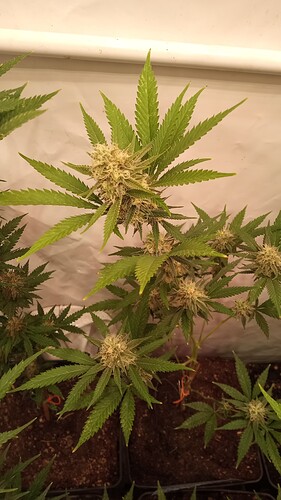 Growreport Bild 16