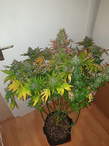 Growreport Bild 1