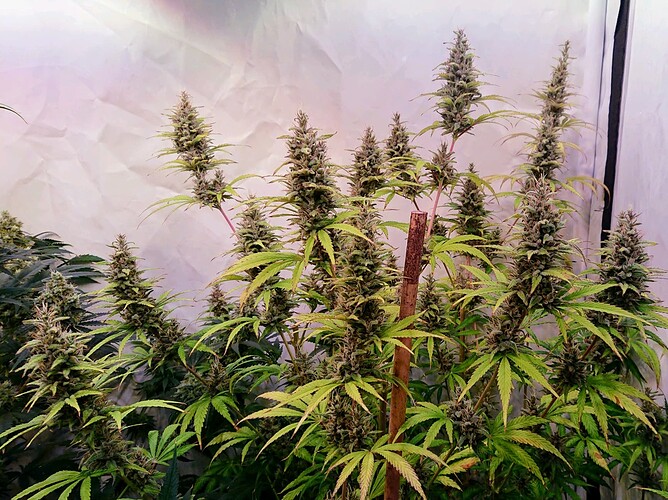 Growreport Bild 7