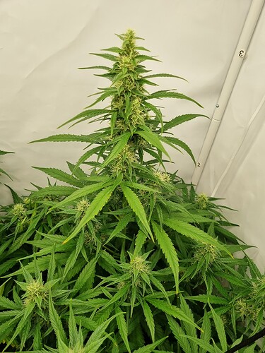 Growreport Bild 11