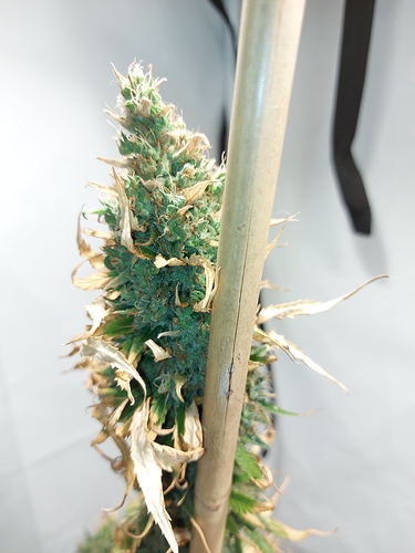 Growreport Bild 3