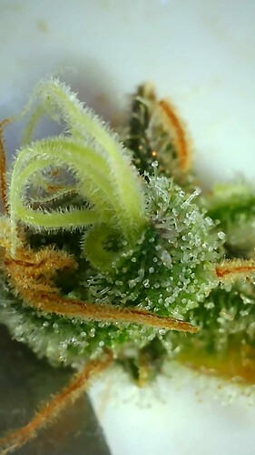 Growreport Bild 15