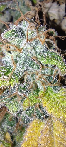 Growreport Bild 5