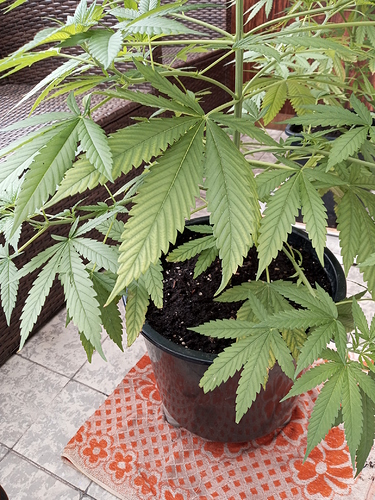 Skunk 7 Woche 1