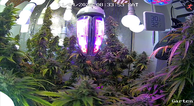 Growreport Bild 5