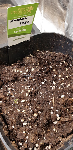 Growreport Bild 1